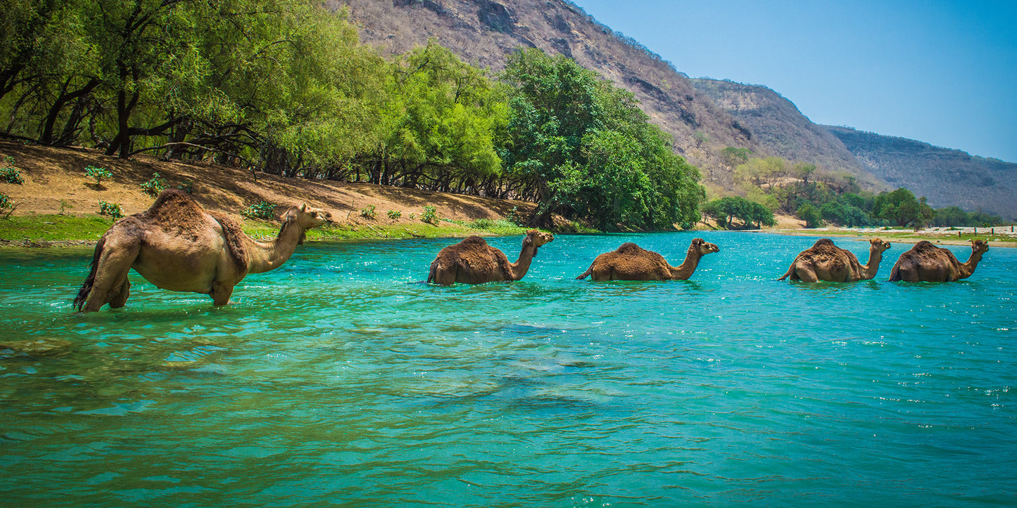 Salalah Luxury Retreat – 5 Nights Trip of Tranquility & Exploration